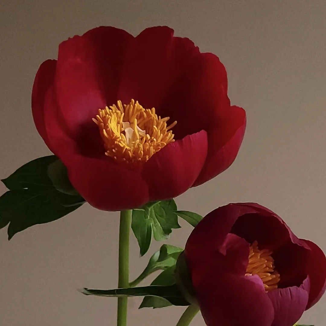 【伊利酋长】对货对版山东芍药精品花苗带芽裸根苗盆栽地栽Q