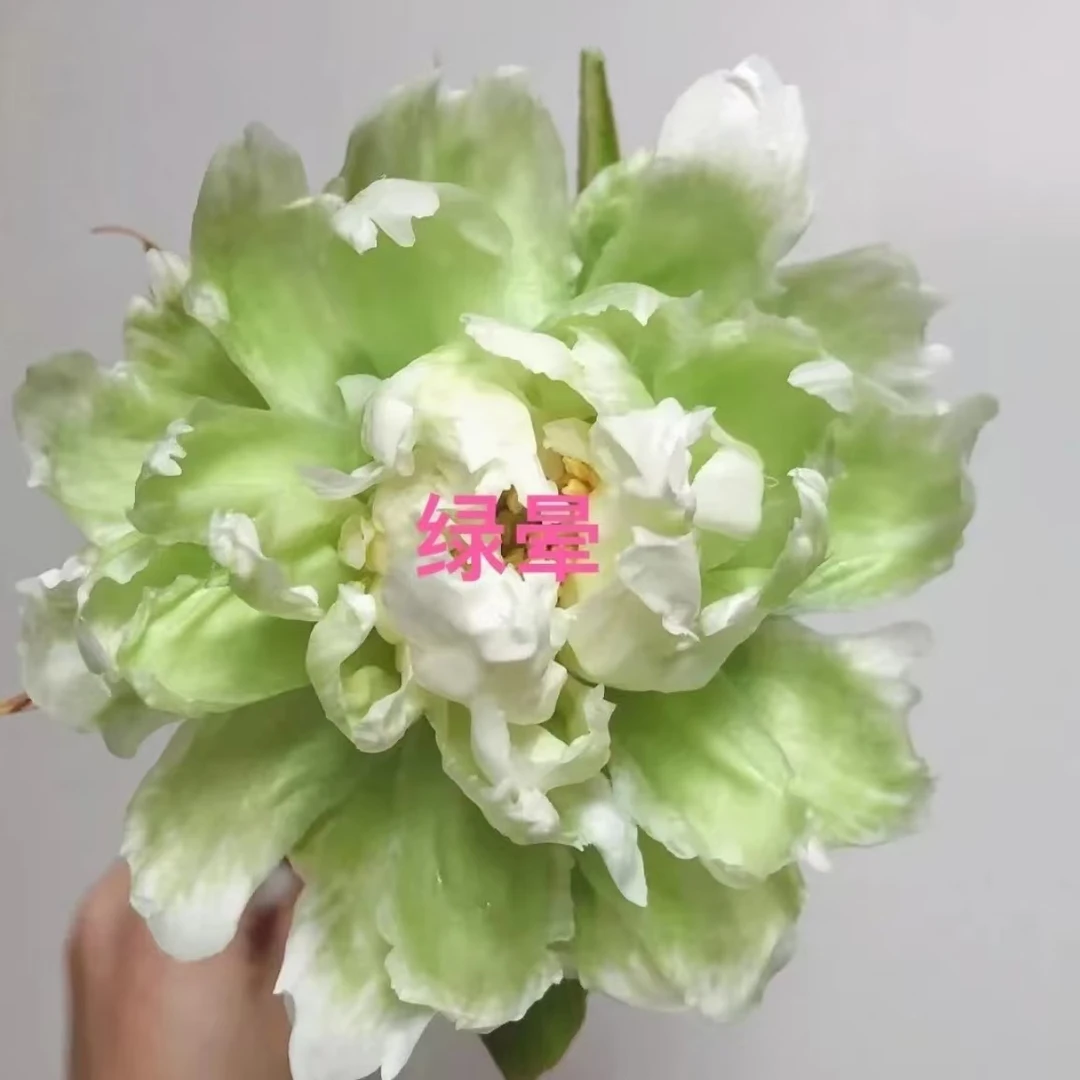 【绿晕】对货对版山东芍药精品花苗带芽裸根苗盆栽地栽Q