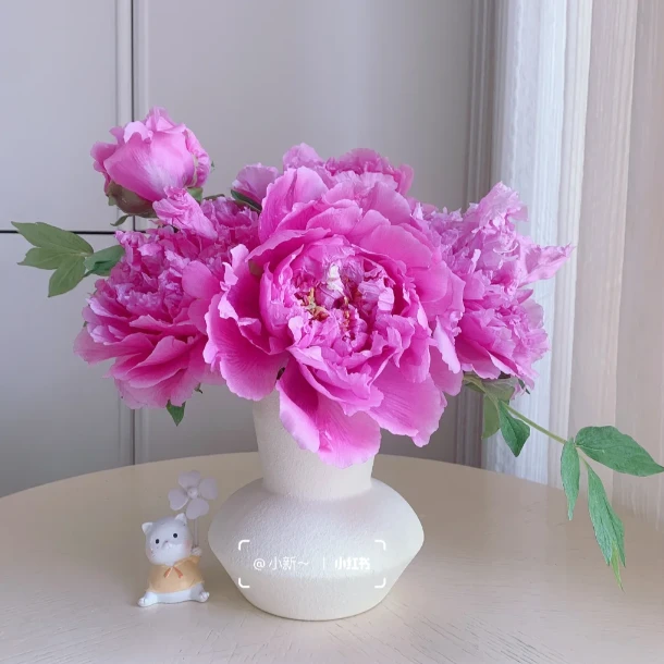 【菱花湛露】对货对版山东精品牡丹花苗盆栽地栽