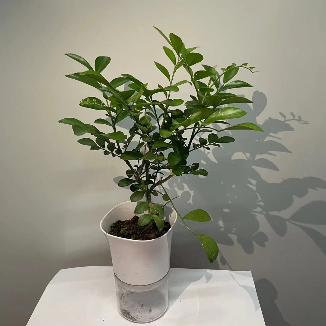 九里香盆栽四季开花好养办公室内驱蚊植物净化空气绿植花卉