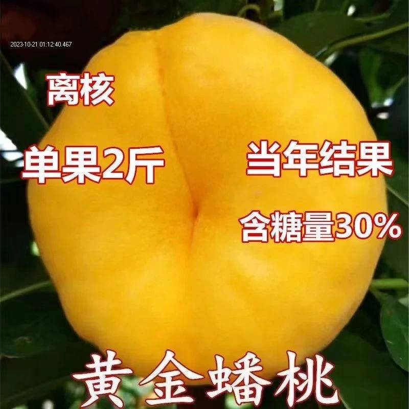 黄金蟠桃树苗嫁接特大桃树树苗南北方种植盆栽地栽果树苗当年结果