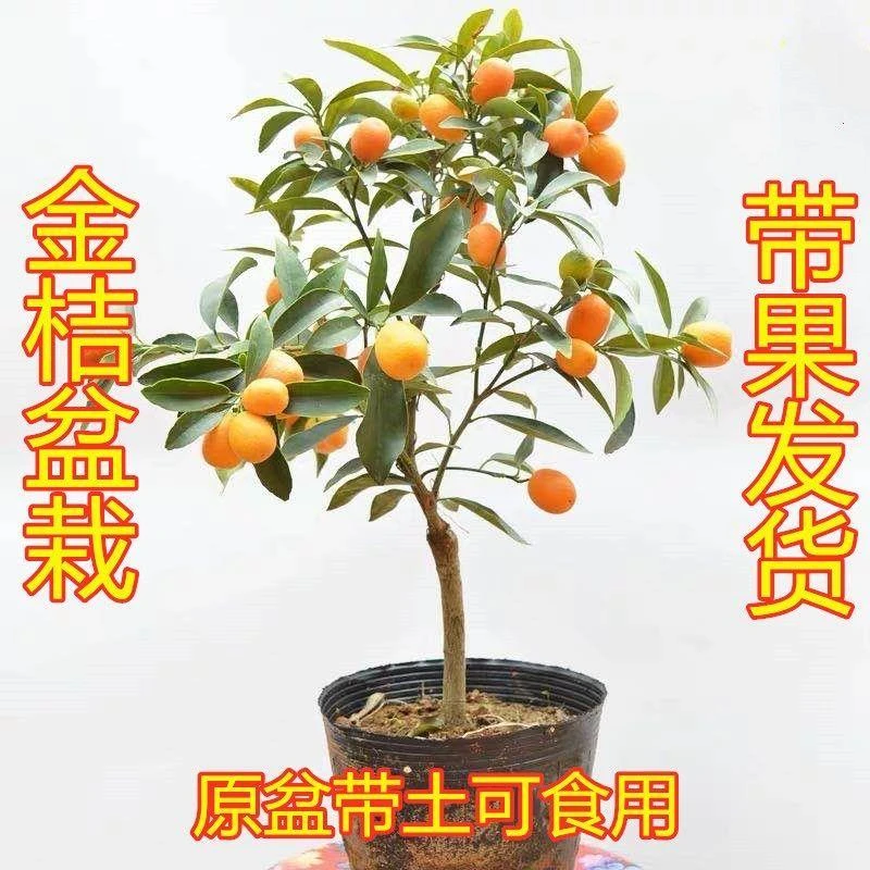 带果金桔盆栽橘子树苗地栽可食用绿植室内发货南北方种植当年结果