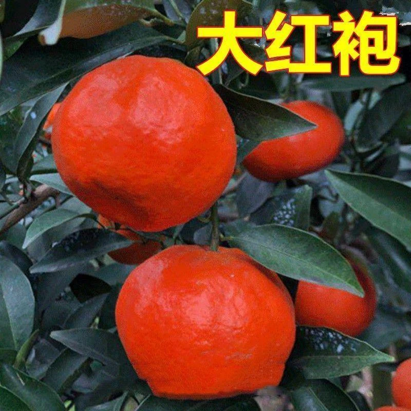 新品无核红桔子苗大红袍橘树苗桔子苗橘子树苗柑桔嫁接苗地栽