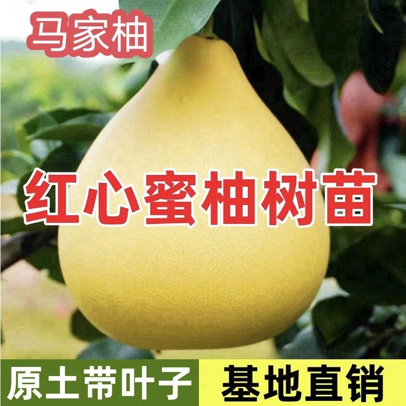 正宗广丰马家柚子树苗薄皮红心柚子苗南北方种植地栽盆栽当年挂果