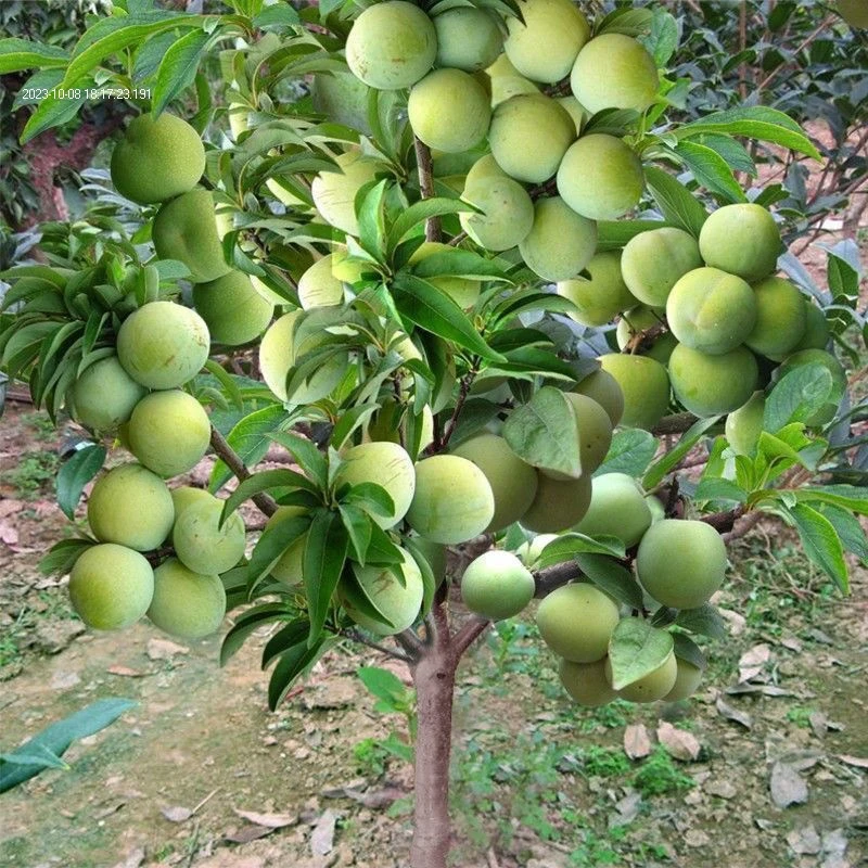 早熟特大蜂糖李子树苗嫁接青脆脱骨李子苗南方北方种植当年结果苗