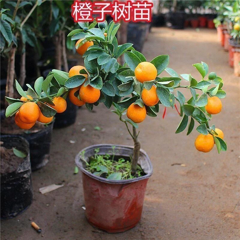新品种纽荷尔脐橙苗 嫁接脐橙树苗橙子树苗 脐橙苗 桔子柚子果树