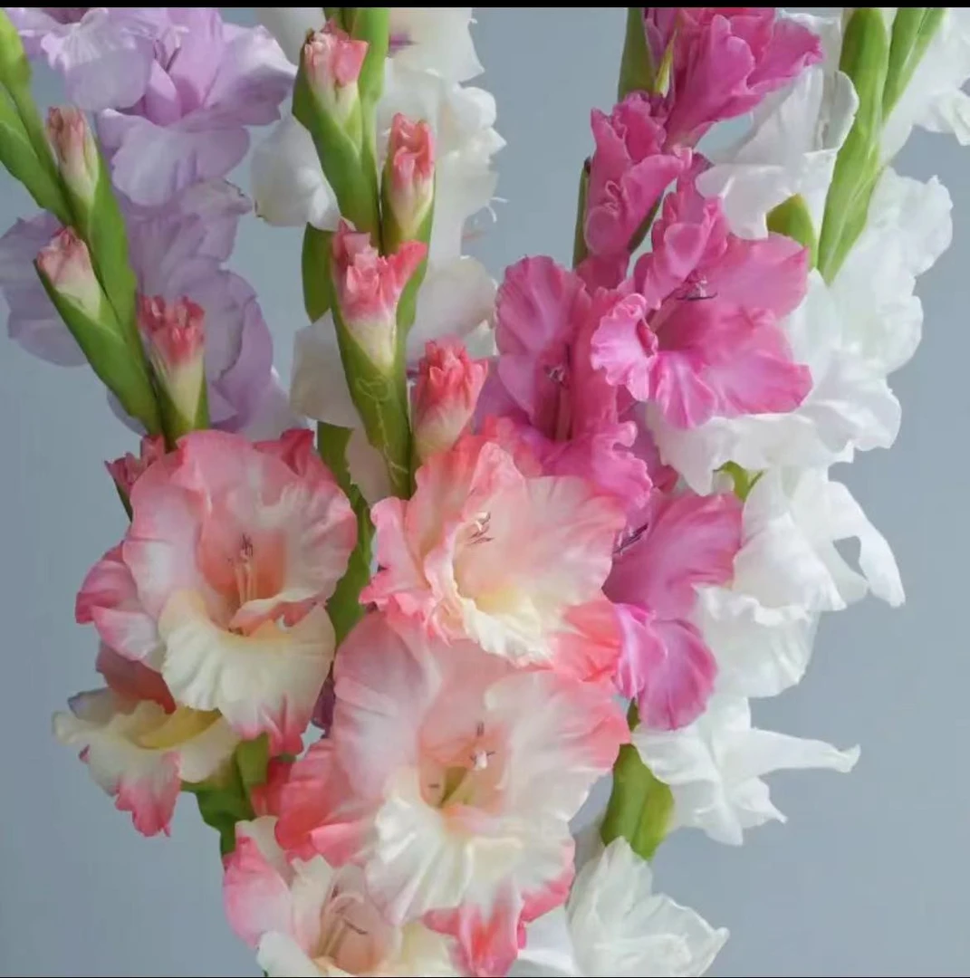 唐菖蒲【剑兰】东北鲜花种植基地优质养护鲜花点缀花期全国剑兰
