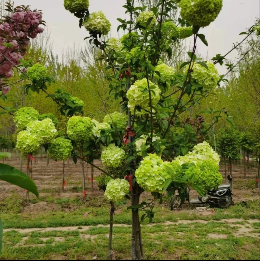 中华木绣球树苗庭院盆栽耐寒耐旱大花斗球植物