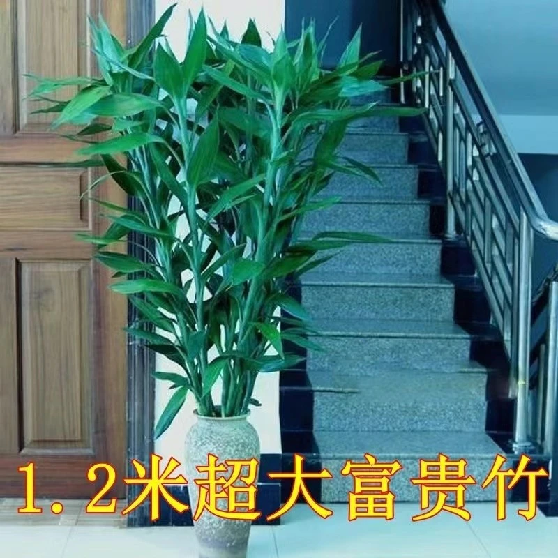 富贵竹节节高水培植物懒人好养办公居家室内摆件海南基地发货