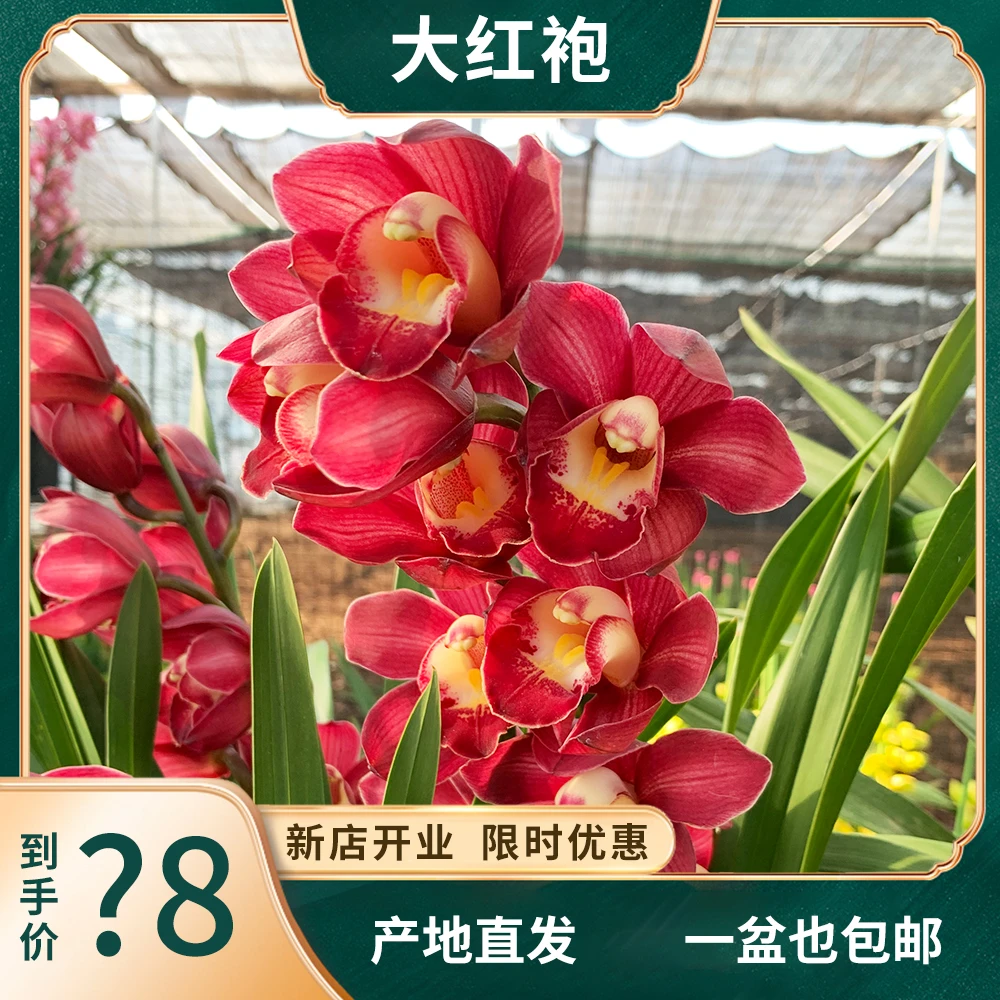 【一物一拍】大红袍红色年宵花大花蕙兰春季高品质室内过年开花带盆