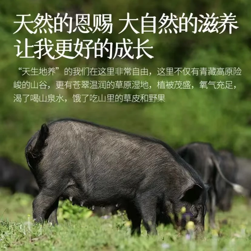 【太行名猪】生态天然放养跑山健康新鲜藏香猪5斤顺丰包邮到家