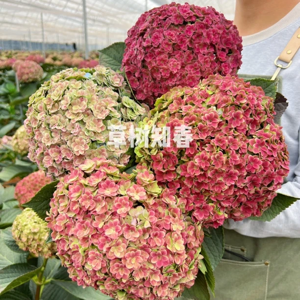 【秋色太阳神殿】梦幻秋色红色复古重瓣绣球鲜切花云南基地直发