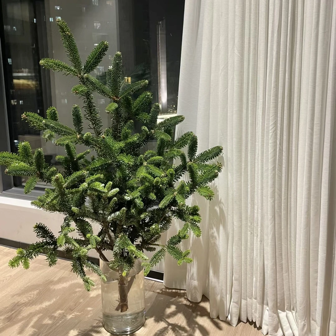 【诺贝松】冬季切枝鲜花诺贝松圣诞装饰云南直发