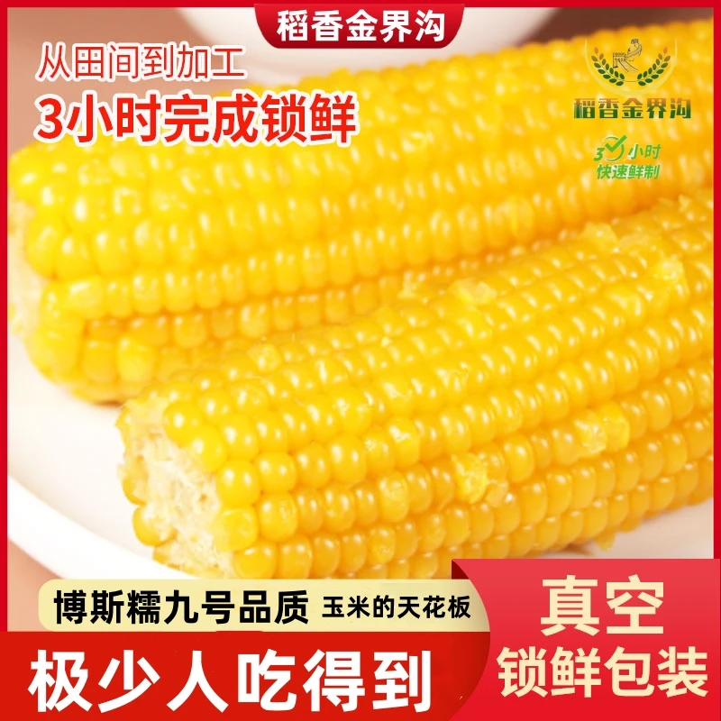 【博斯糯九】东北黄糯玉米220g-260g*10根清鲜香甜软糯饱腹粗粮原产