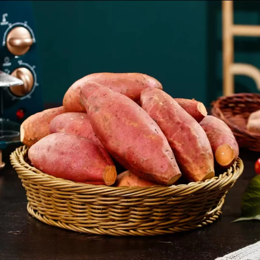 康哥老家黄河滩上沙土种植好吃的红薯