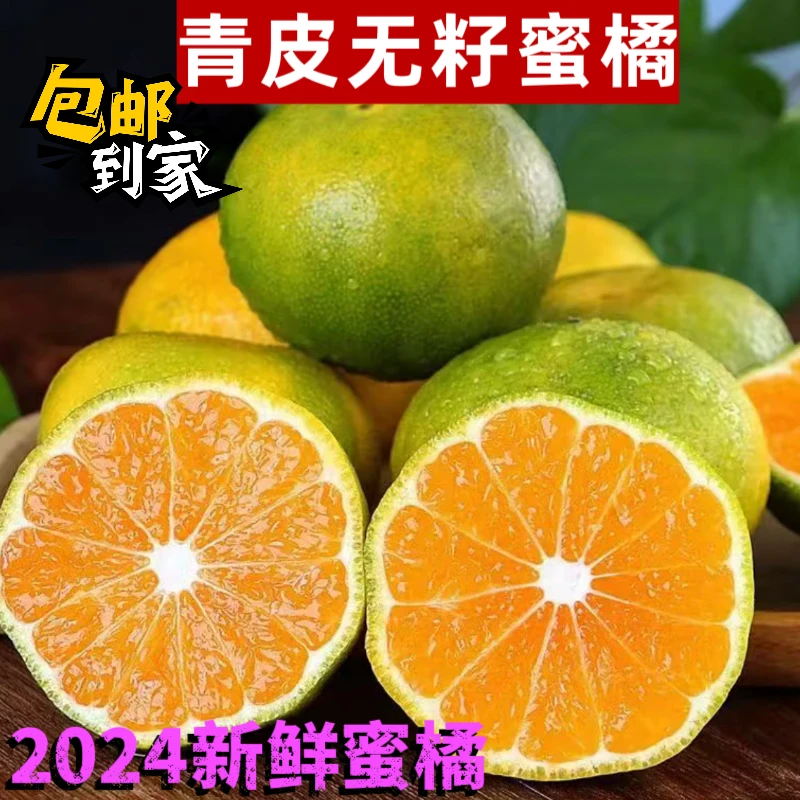 2024青皮无籽蜜桔【5斤】现摘现发新鲜青皮蜜桔橙子应季