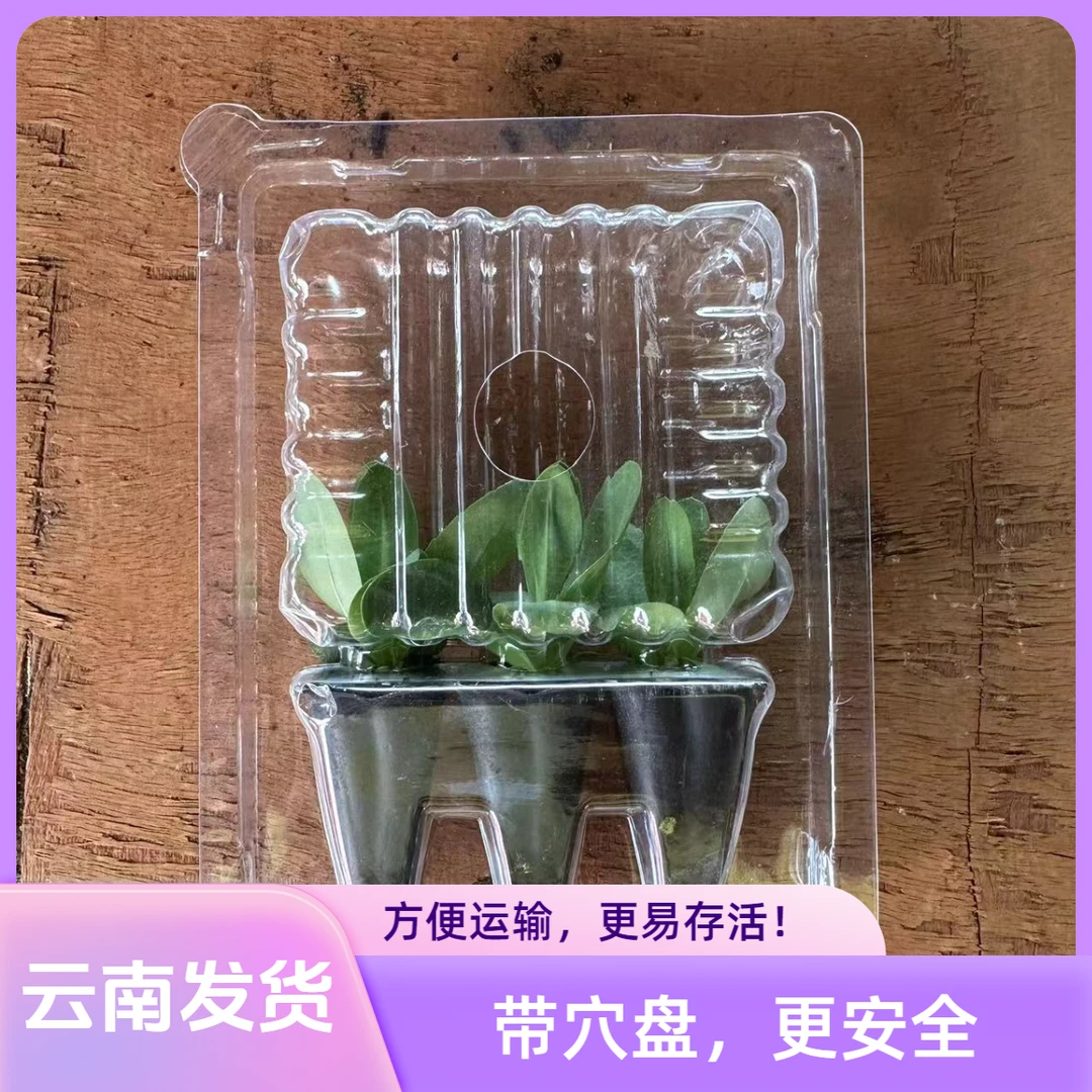 包装带穴盘云南直销重瓣洋桔梗小花苗四季开花切花多年生耐寒耐热