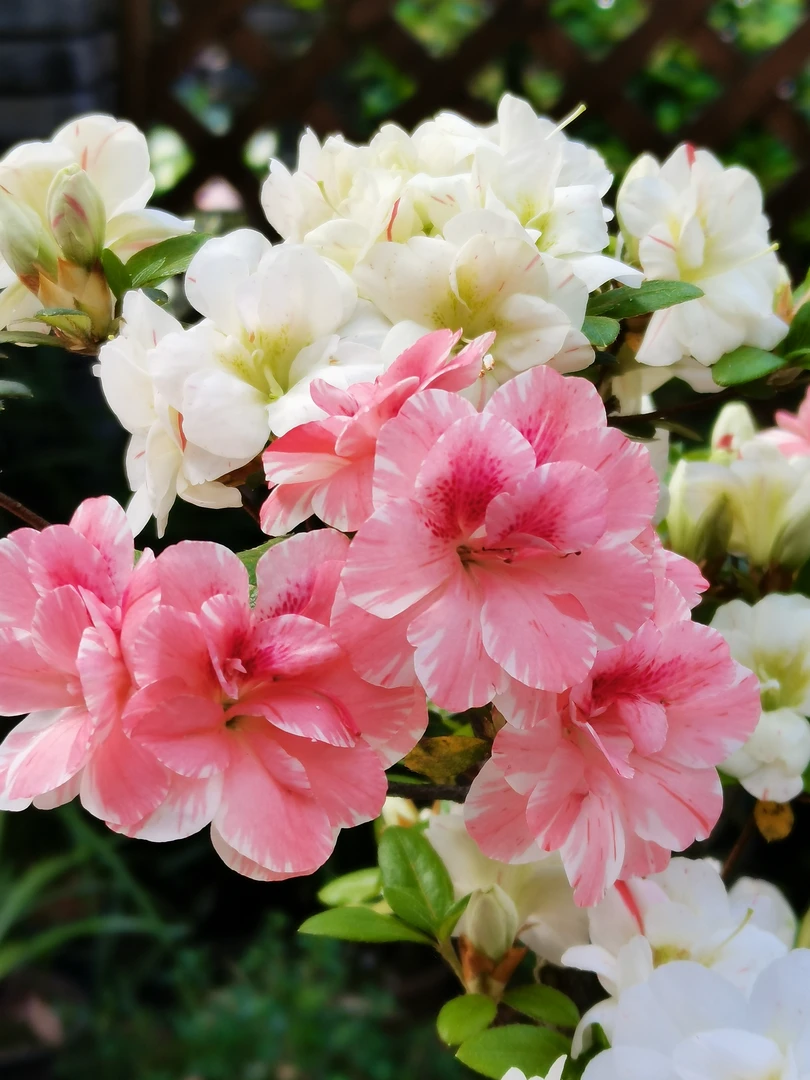 杜鹃素材 一物一拍