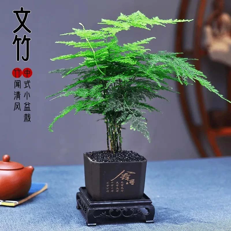 中式文竹盆栽植物中式禅意室内花卉盆景客厅好养小绿植小盆景