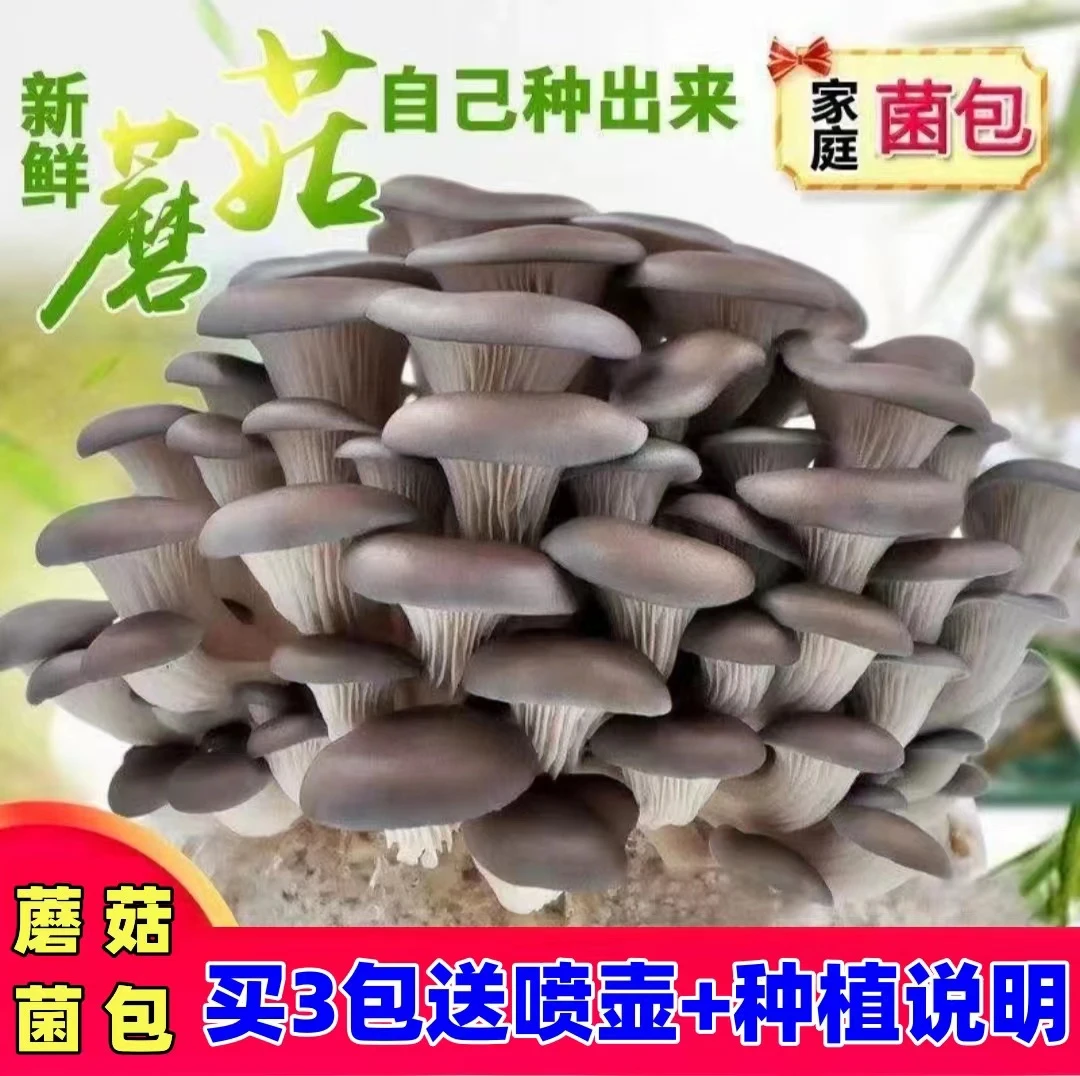 蘑菇种植包菌种菌包家种菌菇香菇食用黑平菇菌菇家庭新鲜菌棒盆栽