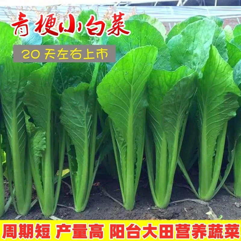 四季小白菜矮杆青梗上海青蔬菜种籽秧孑子秧苗大全菜籽菜种开花