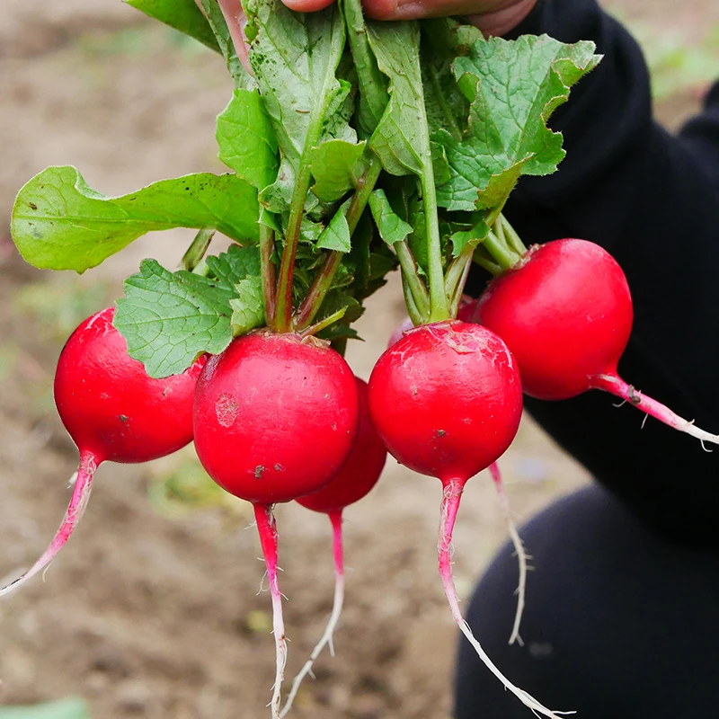 樱桃萝卜种子大全水果春秋樱桃萝卜菜籽四季种孑阳台盆栽蔬菜种籽