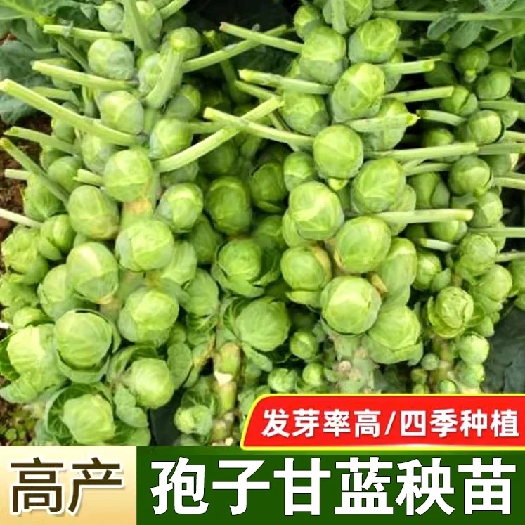 抱子甘蓝种子孢子甘蓝苗蔬菜种籽紫子持小包菜卷心菜包心菜孑菜种