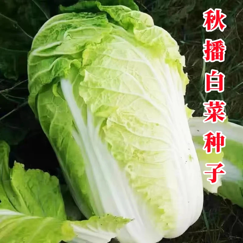 山东黄心秋大白菜种子种籽孑菜种白莱四季秋季冬季籽种蔬菜子菜籽