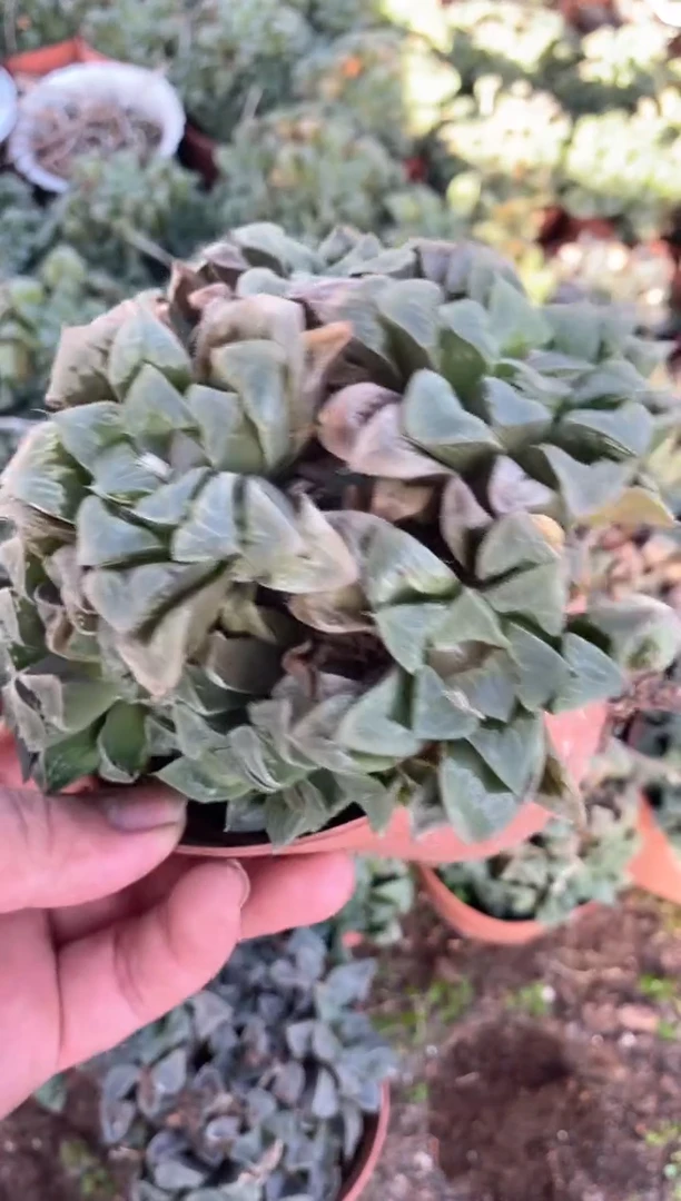 【闪购商品】量拍玉露寿(裸根发)单盆