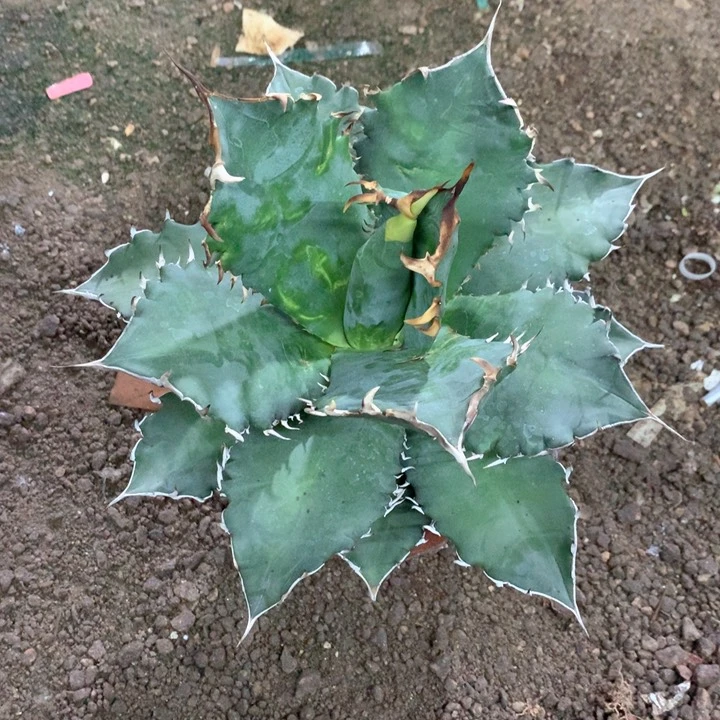 孤品超级大福建白鲸30cm