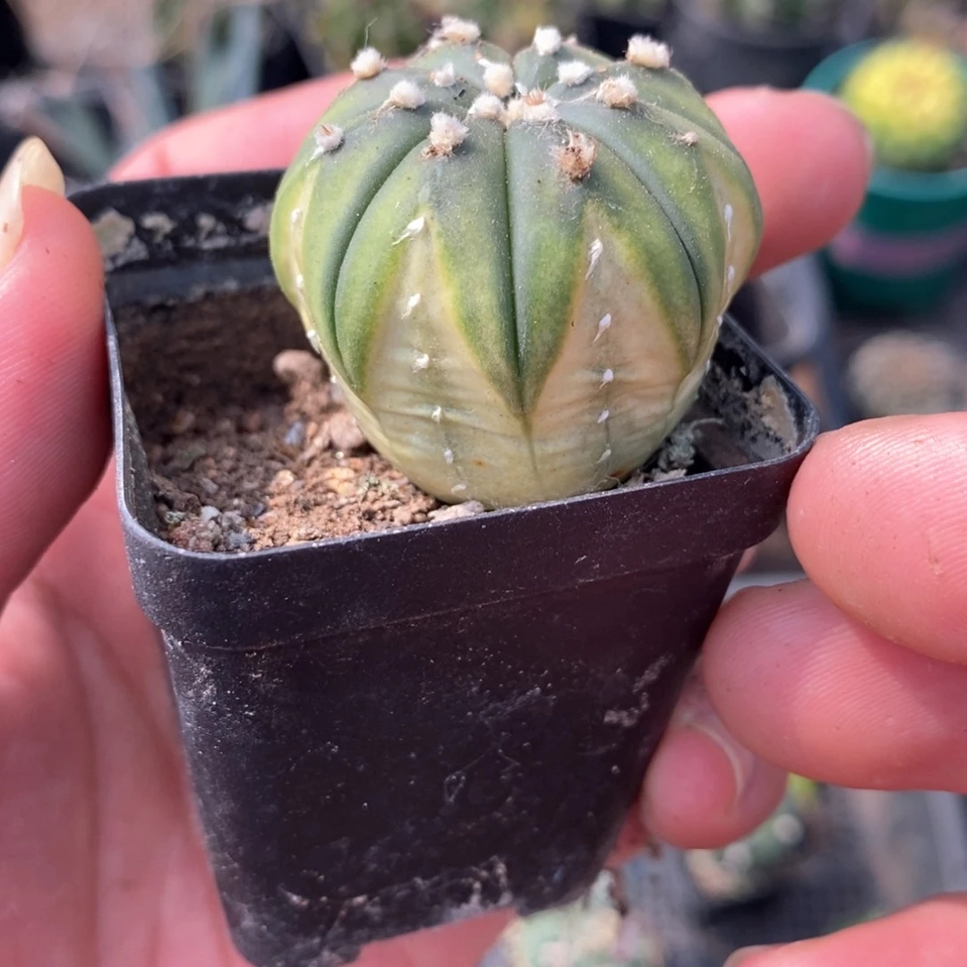 孤品实生奇怪黄体兜兜