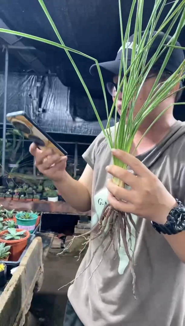 【闪购商品】量拍实生稻草人（裸根随机发）单颗