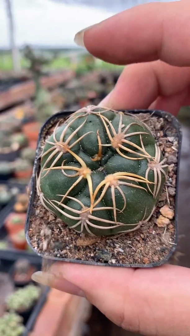 【闪购商品】量拍实生高木海王3.5cm裸根随机发单颗