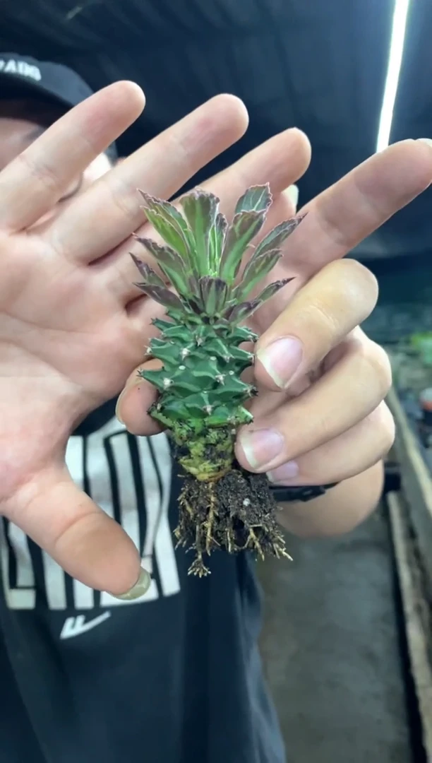 【闪购商品】量拍自根紫文龙(裸根随机发)单颗