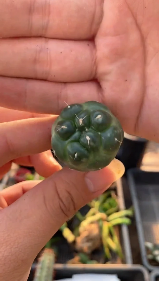 【闪购商品】量拍自根无刺象芽，2cm起裸根随机发单颗