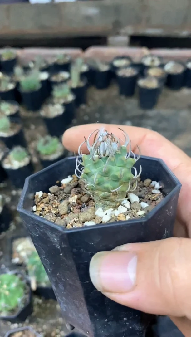 【闪购商品】孤品实生小升云龙（裸根发）瑕疵