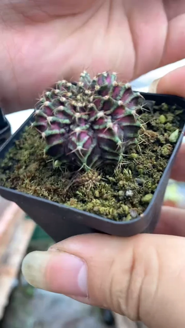 【闪购商品】量拍实生海神牡丹（3cm裸根随机发）单颗