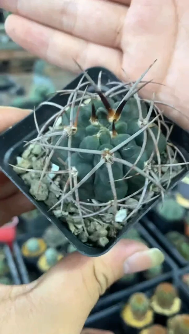 【闪购商品】量拍实生光琳天平（4cm裸根随机发）单颗