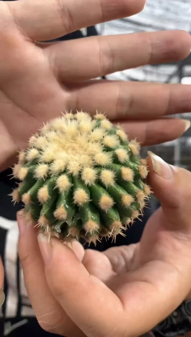 【闪购商品】量拍无根裸虎侧芽（微瑕7cm随机发）单颗