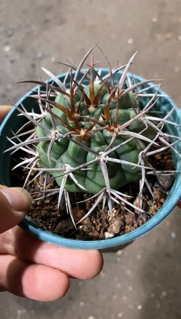 【闪购商品】孤品实生碧岩玉（裸根发）加仑1号