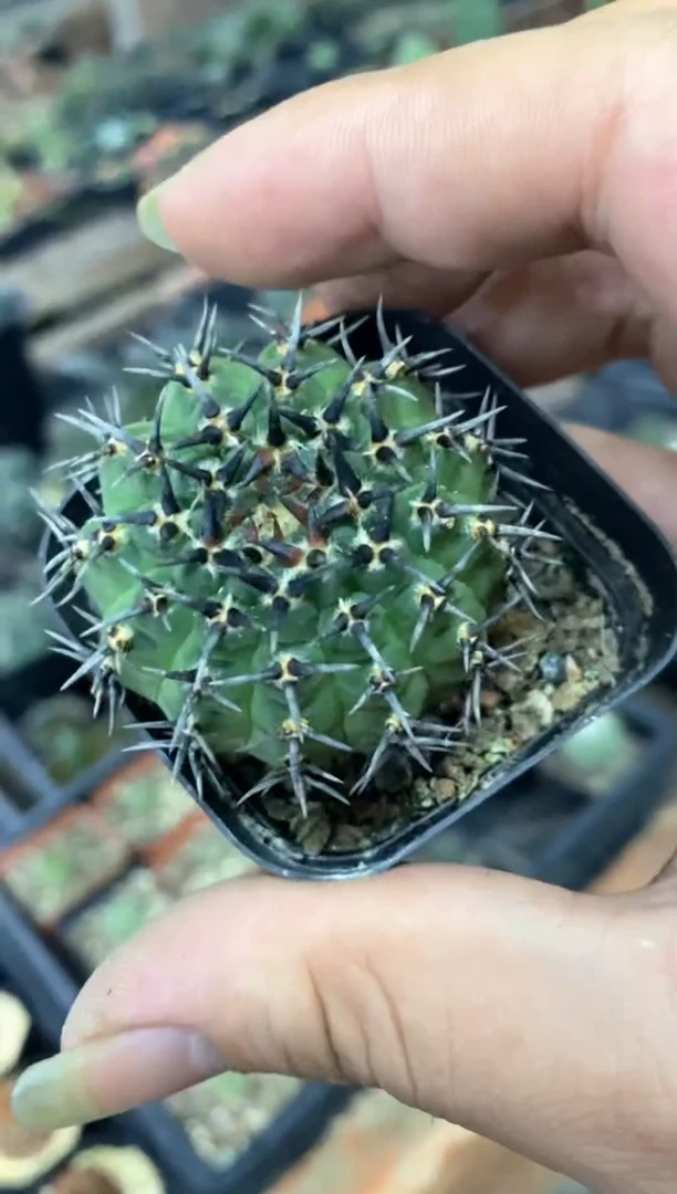 【闪购商品】量拍实生黑刺凤头单颗（3cm随机发）实生