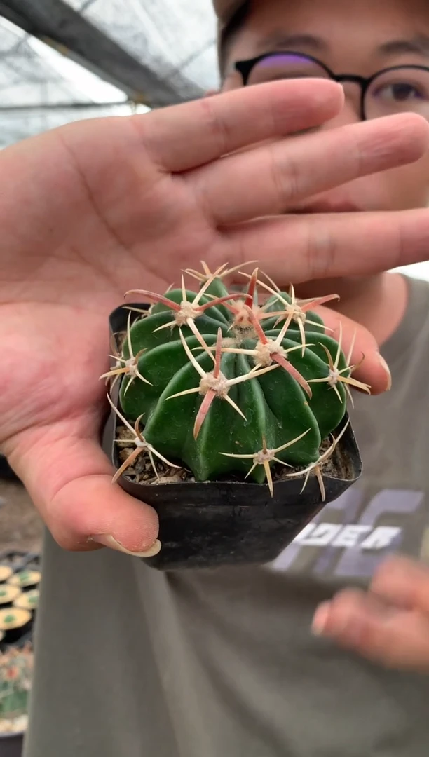 【闪购商品】量拍实生王凌波单颗（4cm，裸根随机发）