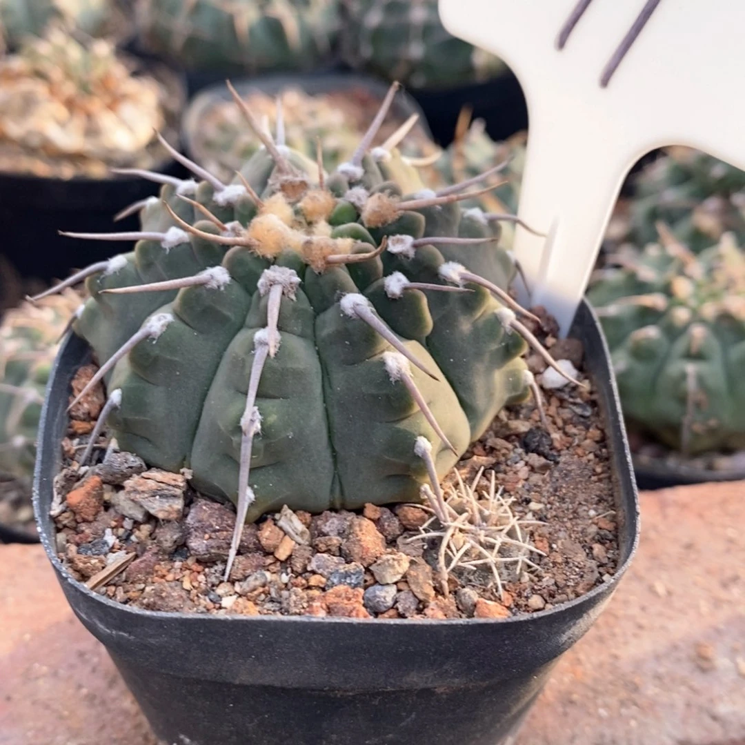 孤品实生福利裸鄂97号