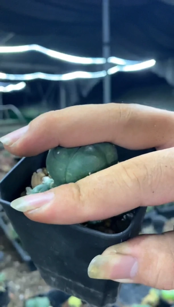 【闪购商品】量拍福利自根子吹草球（小群，裸根发）单颗