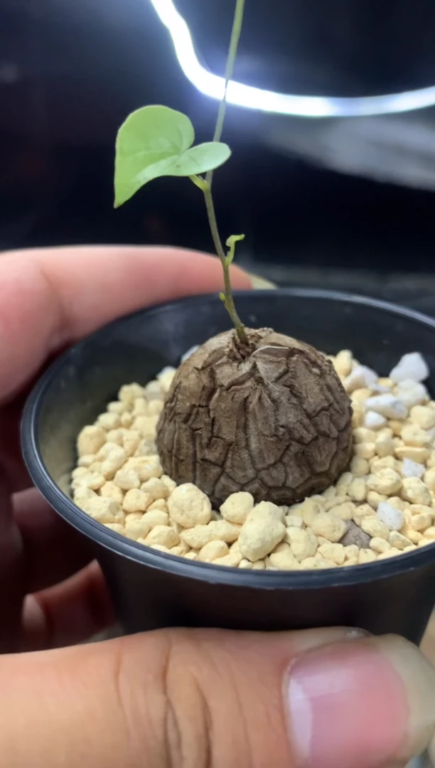 【闪购商品】量拍实生南非龟甲龙，2cm裸根随机发单颗