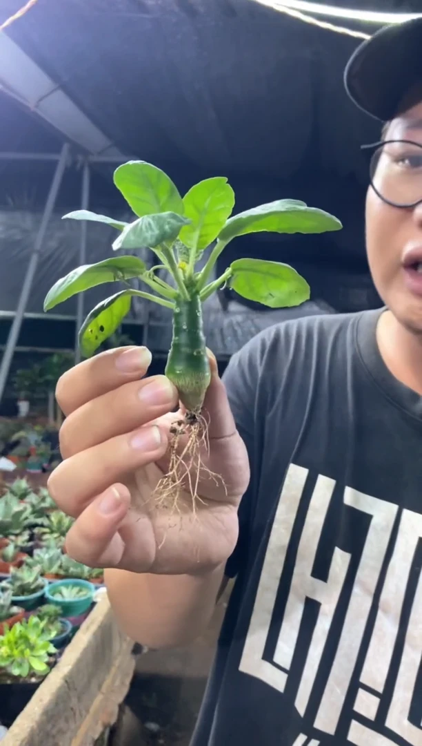 【闪购商品】量拍实生棉叶琉桑单颗（裸根随机发）小
