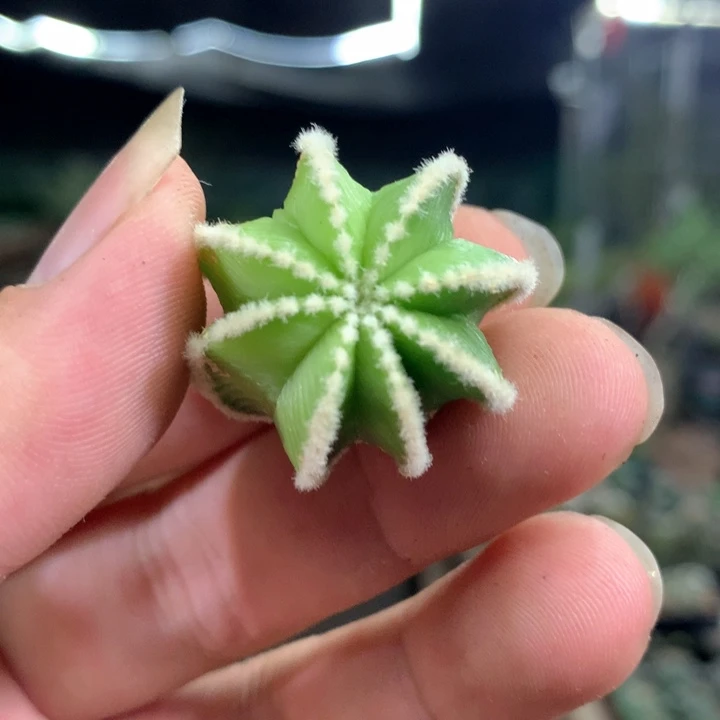 量拍无根辛顿花笼侧芽2cm无根
