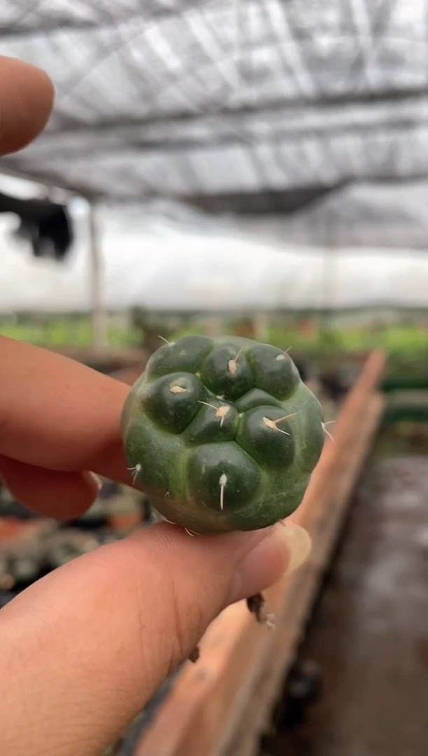【闪购商品】量拍自根无刺象芽,2cm起裸根随机发单颗