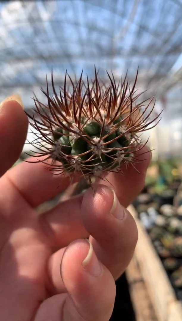 【闪购商品】量拍无根逆豹丸侧芽（2cm左右随机）单颗