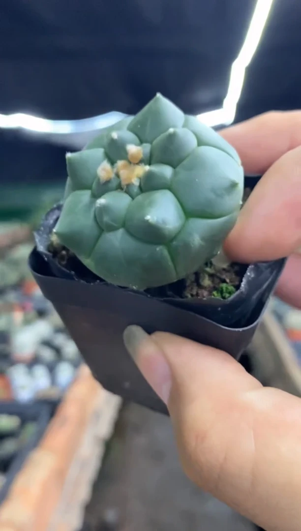 【闪购商品】量拍实生精品角尤兜,3cm裸根随机发单颗